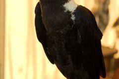 mps_speyer_2016_16_20160830_1582259597