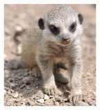 Tiere und Natur