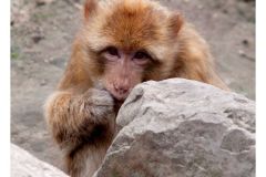 dierenrik_2011_20111009_1014940179