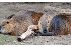 dierenrik_2011_20111009_1161261482