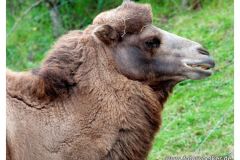 dierenrik_2011_20111009_1233095763
