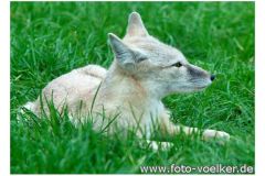 dierenrik_2011_20111009_1260739066