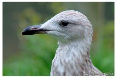 dierenrik_2011_20111009_1312188996