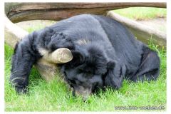 dierenrik_2011_20111009_1686191788