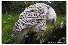 dierenrik_2011_20111009_1717972832