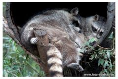 dierenrik_2011_20111009_1799974558