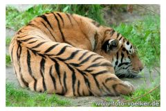 dierenrik_2011_20111009_1847231536