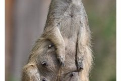 impressionen_aus_dem_tierpark_in_worms_20110608_1052576173