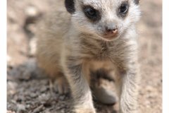 impressionen_aus_dem_tierpark_in_worms_20110608_1130408527