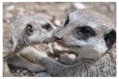 impressionen_aus_dem_tierpark_in_worms_20110608_1968469912