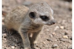 impressionen_aus_dem_tierpark_in_worms_20110608_2025050213