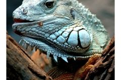 natur__tiere_20100413_1116421840