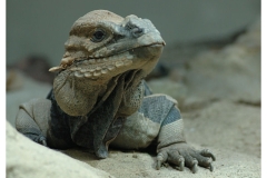 natur__tiere_20100413_1398321322