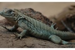 natur__tiere_20100413_1706539534