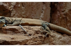 natur__tiere_20100413_1828979382