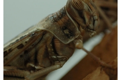 natur__tiere_20100413_1855701569