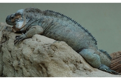 natur__tiere_20100413_1924450127