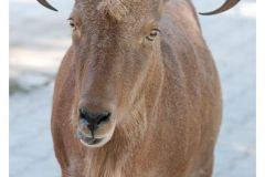 tierpark_worms_september_2011_20111009_1144707151
