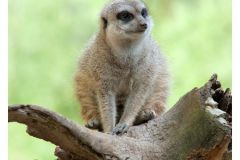 tierpark_worms_september_2011_20111009_1183669262