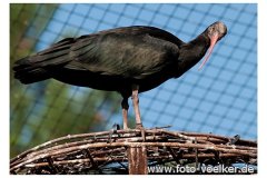 zoo_heidelberg_20111008_1024142306