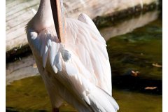zoo_heidelberg_20111008_1149213221