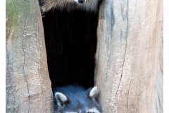 zoo_heidelberg_20111008_1587509469