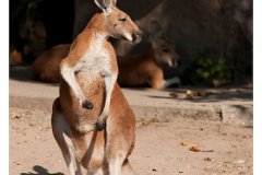zoo_heidelberg_20111008_1625591974