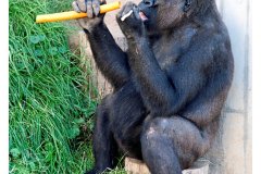 zoo_heidelberg_20111008_1656581114