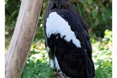 zoo_heidelberg_20111008_1778593640