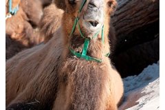 zoo_heidelberg_20111008_1789664938