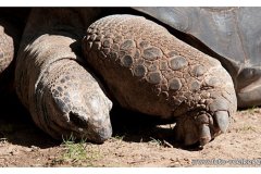 zoo_heidelberg_20111008_2077157025