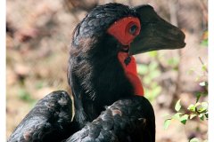 zoo_heidelberg_20111008_2086789672