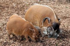 zoo_landau_2015-07_10_20150729_1558684920