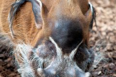 zoo_landau_2015-07_11_20150729_1536595647