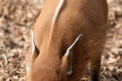 zoo_landau_2015-07_12_20150729_1887595457