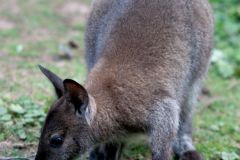 zoo_landau_2015-07_13_20150729_1660401178