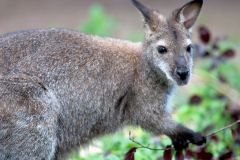 zoo_landau_2015-07_14_20150729_1082005027