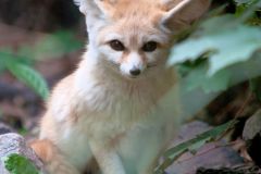 zoo_landau_2015-07_16_20150729_2095112997