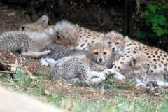 zoo_landau_2015-07_18_20150729_1822931478