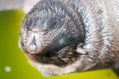 zoo_landau_2015-07_20_20150729_1681721073