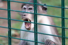 zoo_landau_2015-07_21_20150729_1216349771