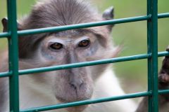 zoo_landau_2015-07_22_20150729_1710826045