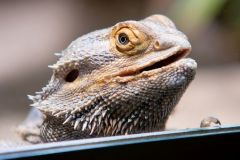 zoo_landau_2015-07_23_20150729_1441479309