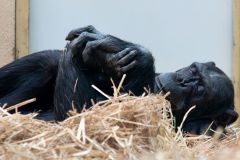 zoo_landau_2015-07_25_20150729_1886923716