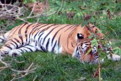 zoo_landau_2015-07_2_20150729_1343654573