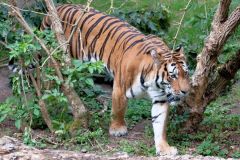 zoo_landau_2015-07_3_20150729_1714843404