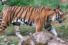 zoo_landau_2015-07_4_20150729_1036598725