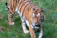 zoo_landau_2015-07_5_20150729_1458618028