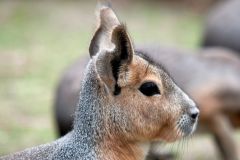 zoo_landau_2015-07_8_20150729_1480736646